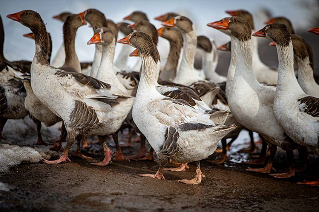 İstanbul'daki işini bıraktı, tek kuruş devlet desteği almadan Erzurum'da dev tesis kurdu 8